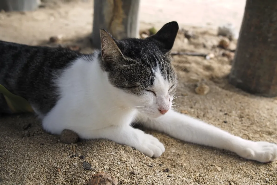 パーラーぱいぬ島