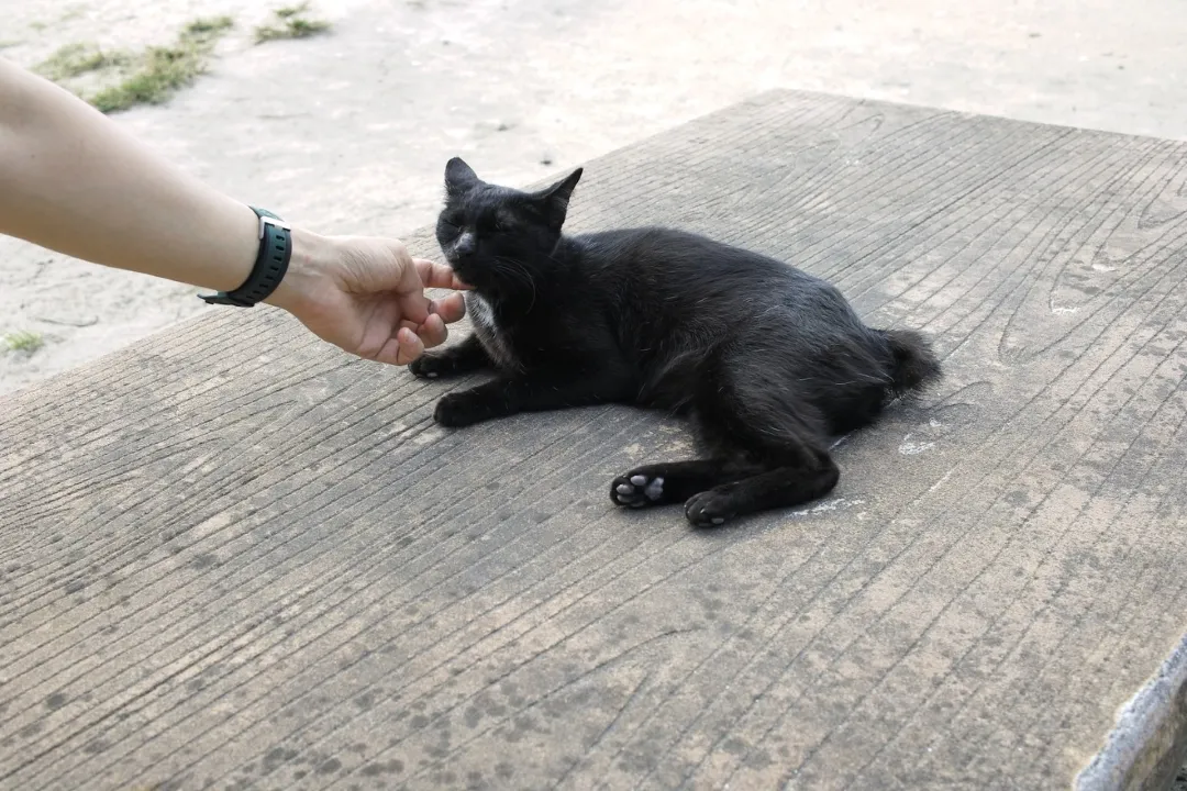 パーラーぱいぬ島