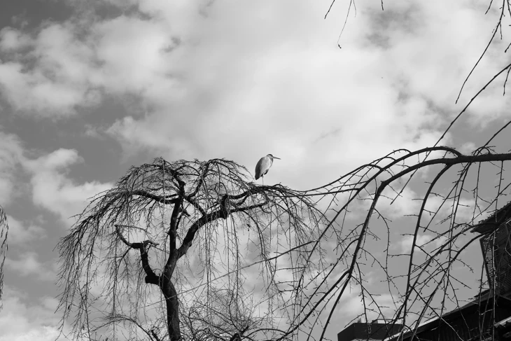 お茶と酒 たすき 京都祇園店【閉店】